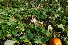 Pumpkin-Patch-3
