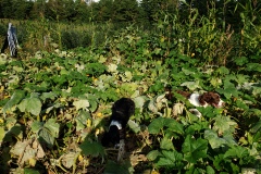 Pumpkin-Patch-4