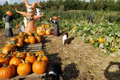 Pumpkin-Patch-6
