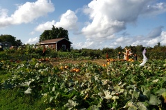 Pumpkin-Patch-8