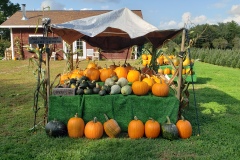 Pumpkin-Patch-9