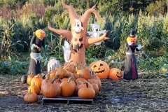 Pumpkin-Patch-2