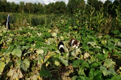 Pumpkin-Patch-5
